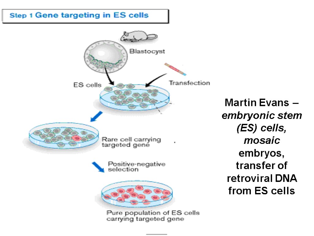 Martin Evans – embryonic stem (ES) cells, mosaic embryos, transfer of retroviral DNA from